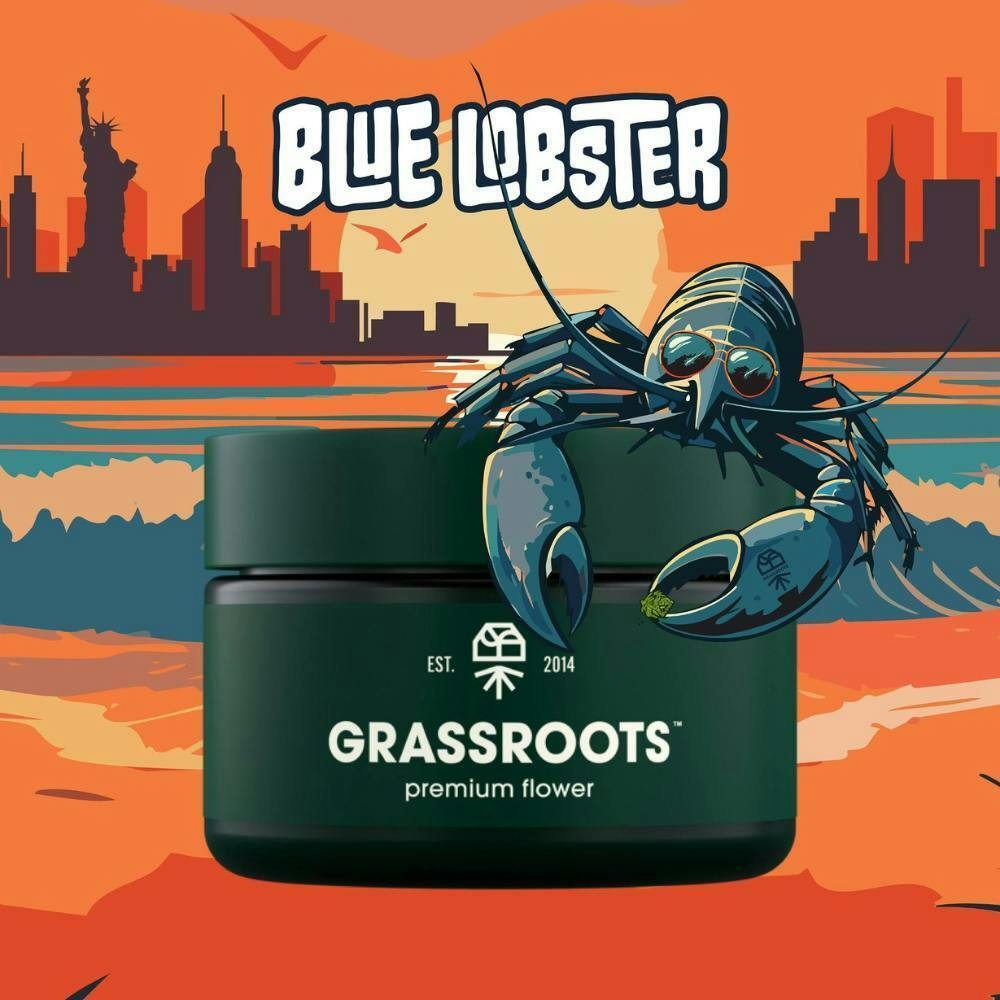 GRASSROOTS | BLUE LOBSTER | 28G | HYBRID
