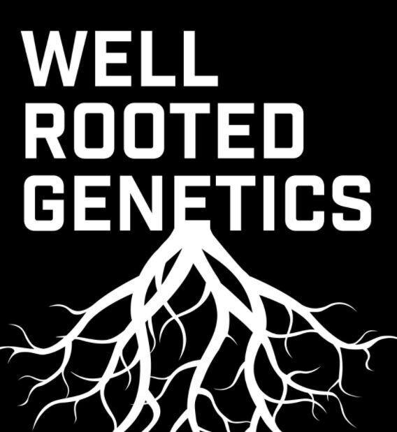 Fish Scale Bubble Well Rooted
