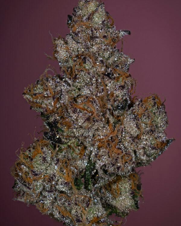 SLEEPY JOE EXOTIC - 3.5G FLOWER - PLATINUM - THICC (NO DISCOUNTS)