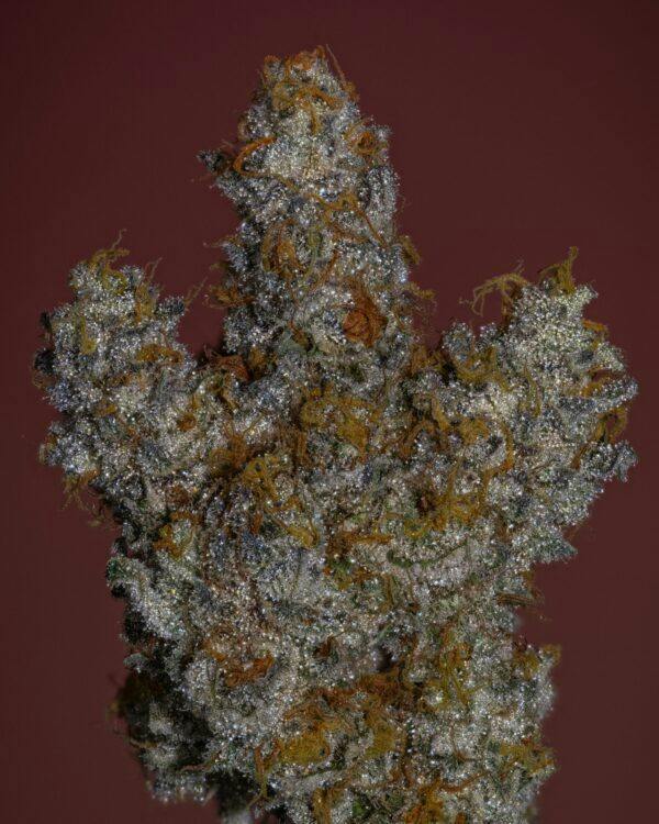 SPIDEY SHERB - 3.5G FLOWER - PLATINUM - THICC (NO DISCOUNTS)