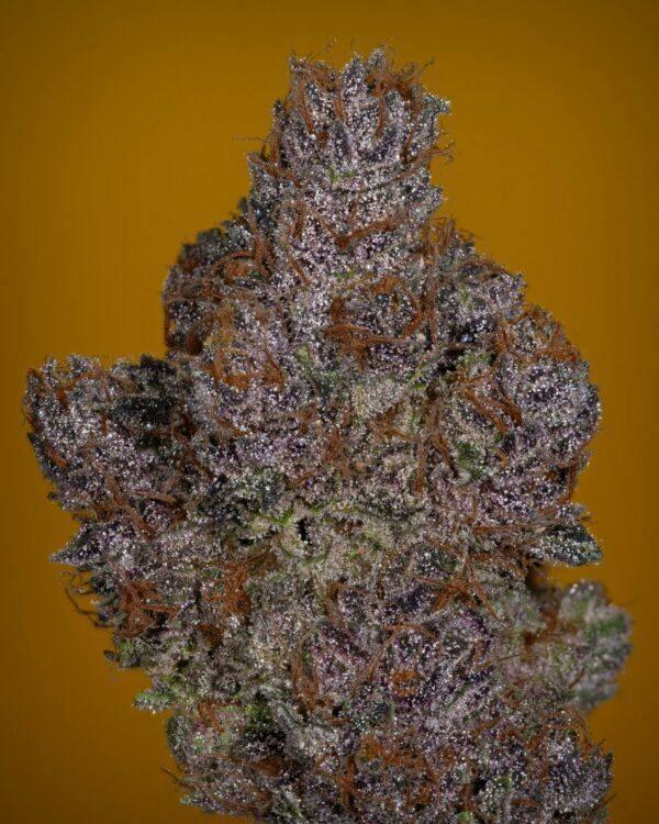 ZOONER - 3.5G FLOWER - PLATINUM - THICC (NO DISCOUNTS)