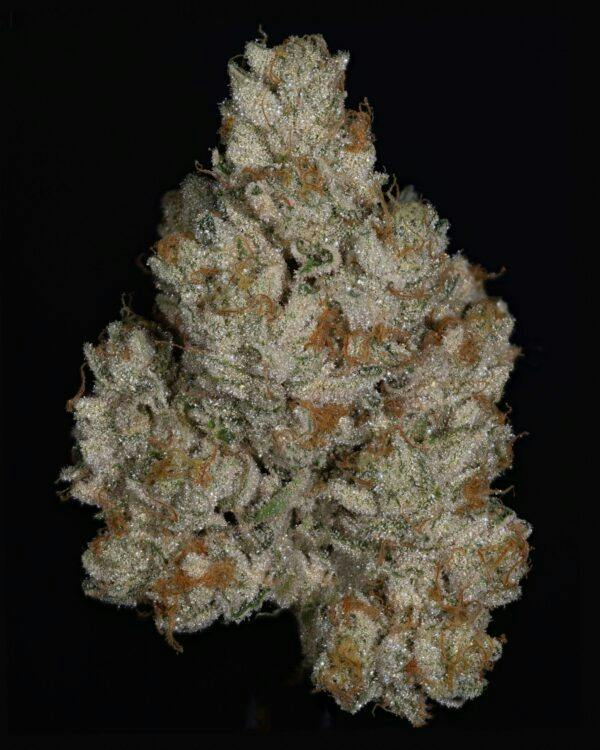 WIFI PASSWORD - 3.5G FLOWER - PLATINUM - THICC (NO DISCOUNTS)