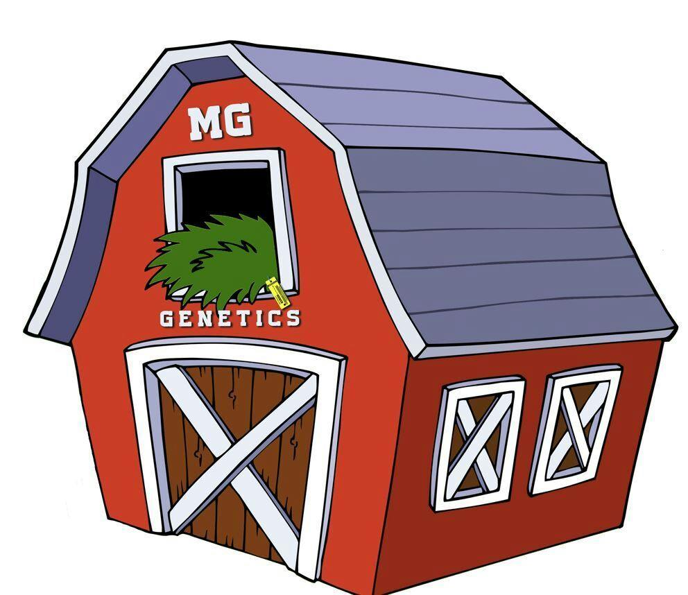 Gushin Platinum Mg Genetics