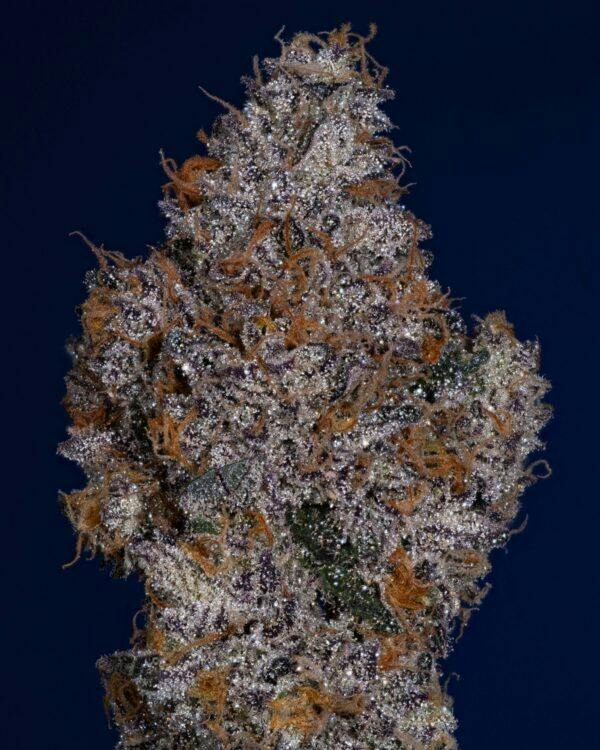 MIDNIGHT STORM - 3.5G FLOWER - PLATINUM - THICC (NO DISCOUNTS)