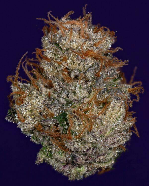 MR. NASTY TIME - 3.5G FLOWER - PLATINUM - THICC (NO DISCOUNTS)