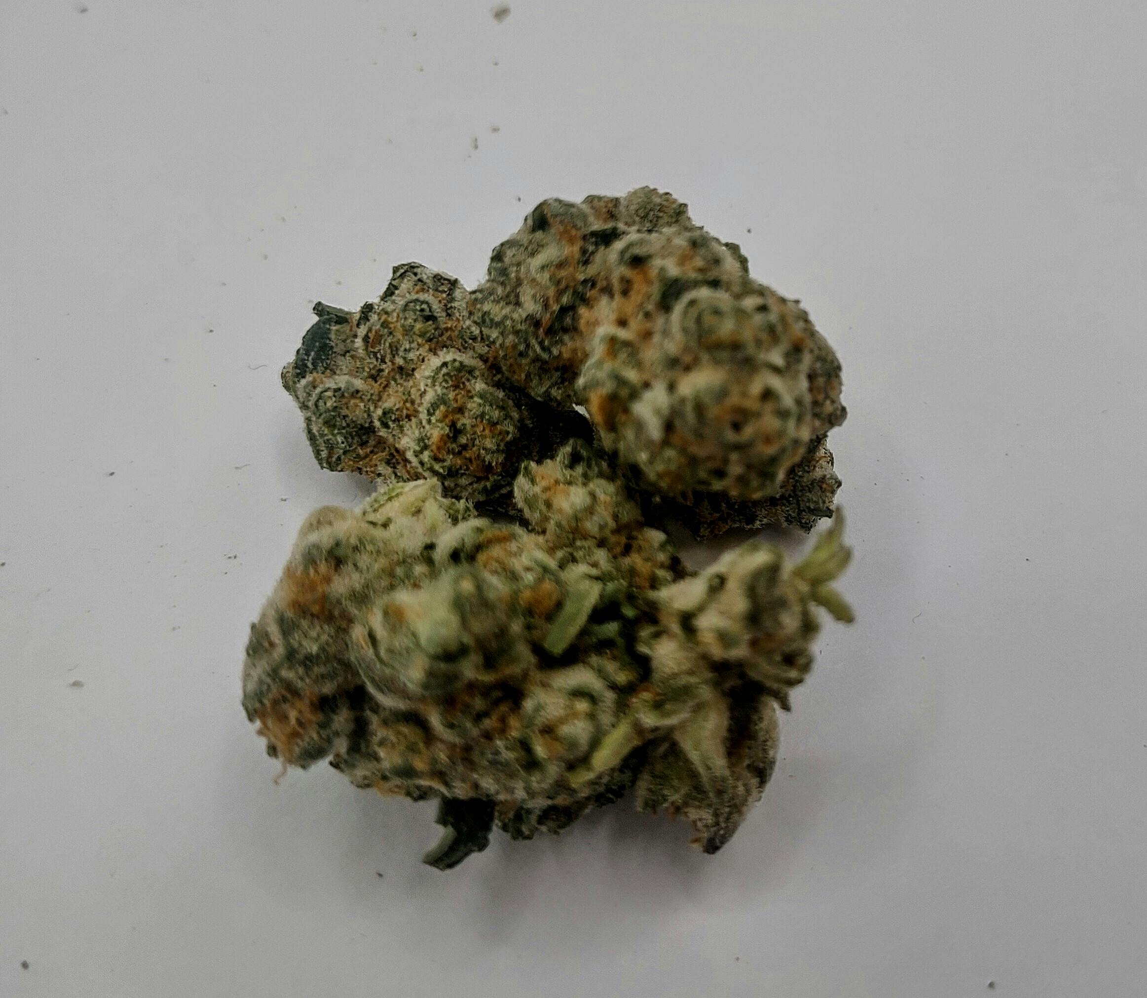 Jungle Wifi | 3.5g