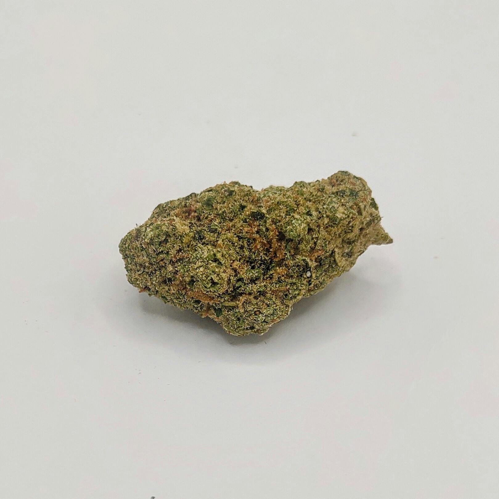 Bold: Flower | Stardawg F2 | 14g