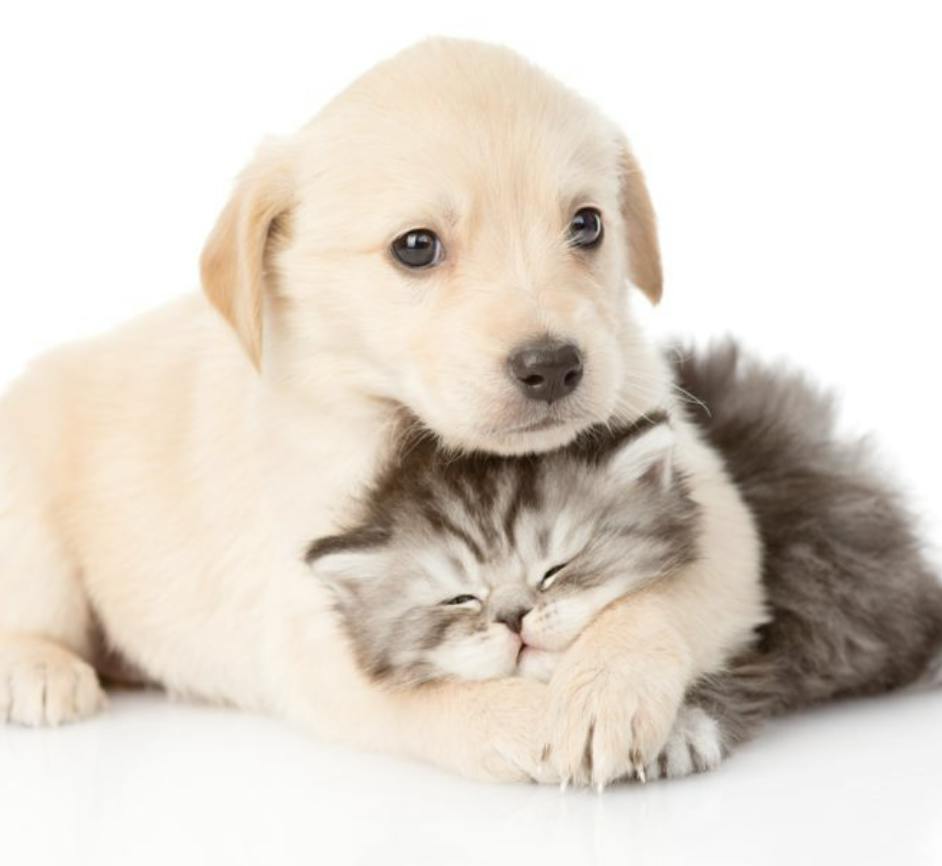Pet Deodorizing Mist