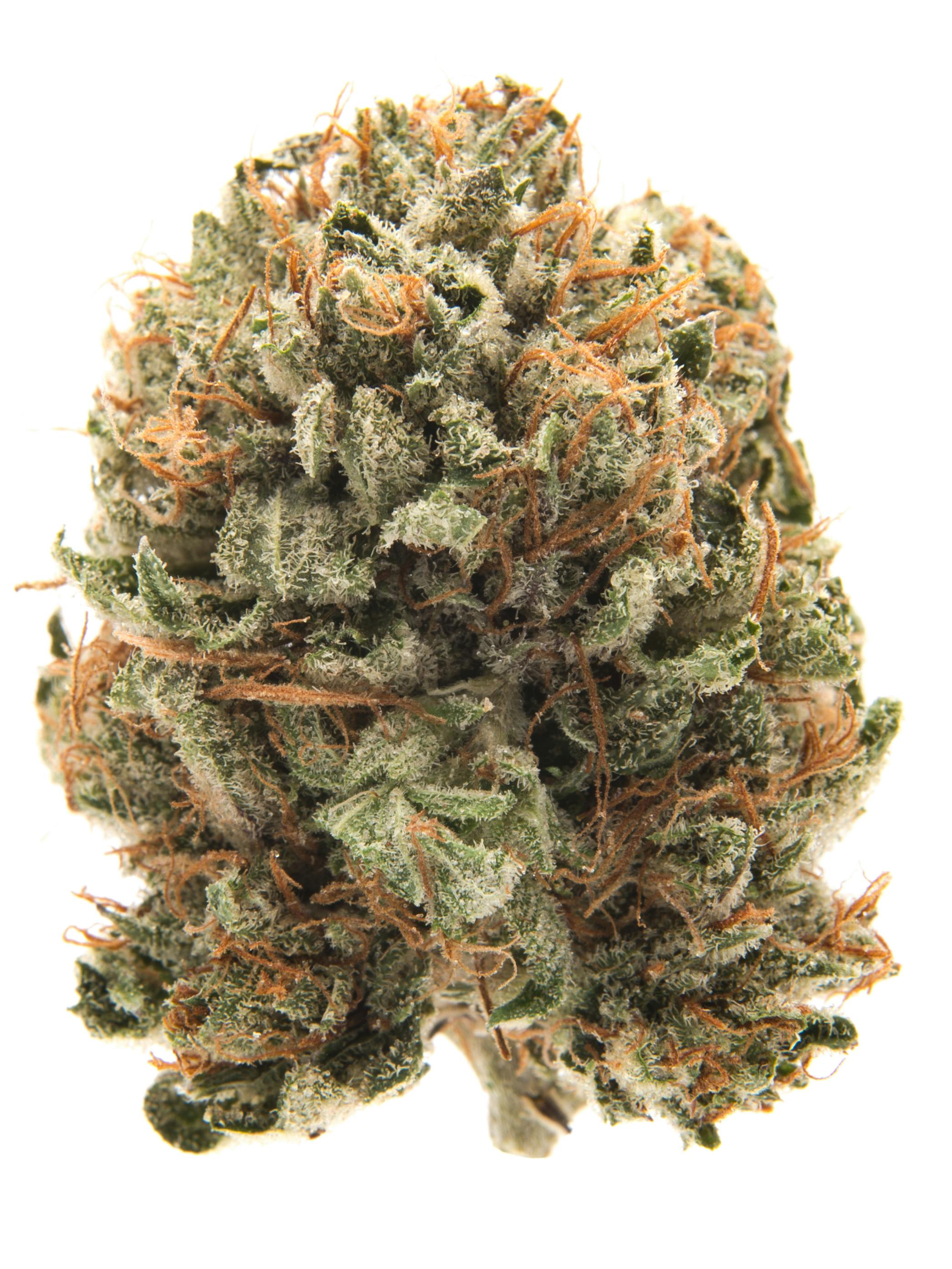 GRANDDADDY PURPLE | OTD