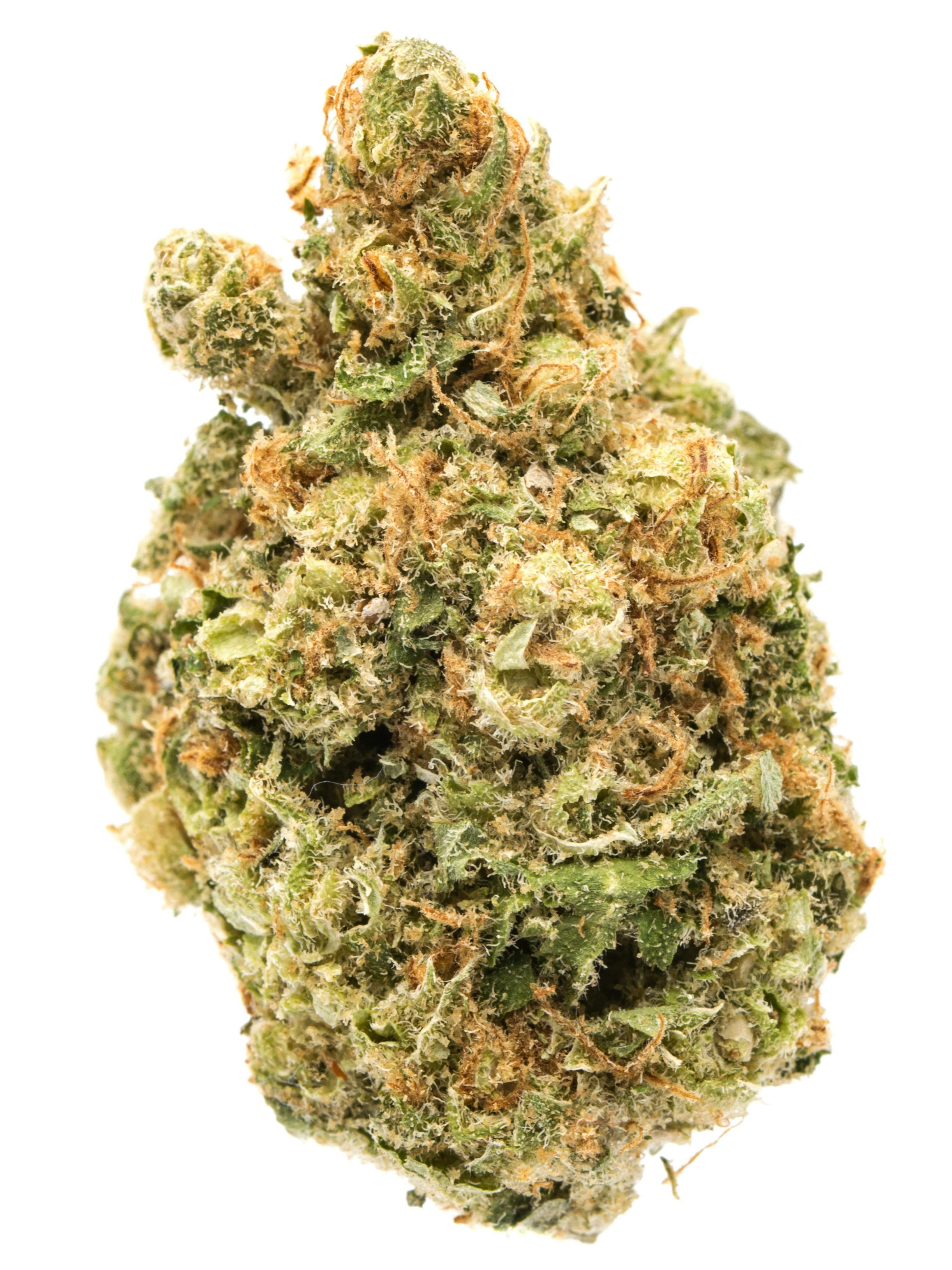 KING GELATO I OTD