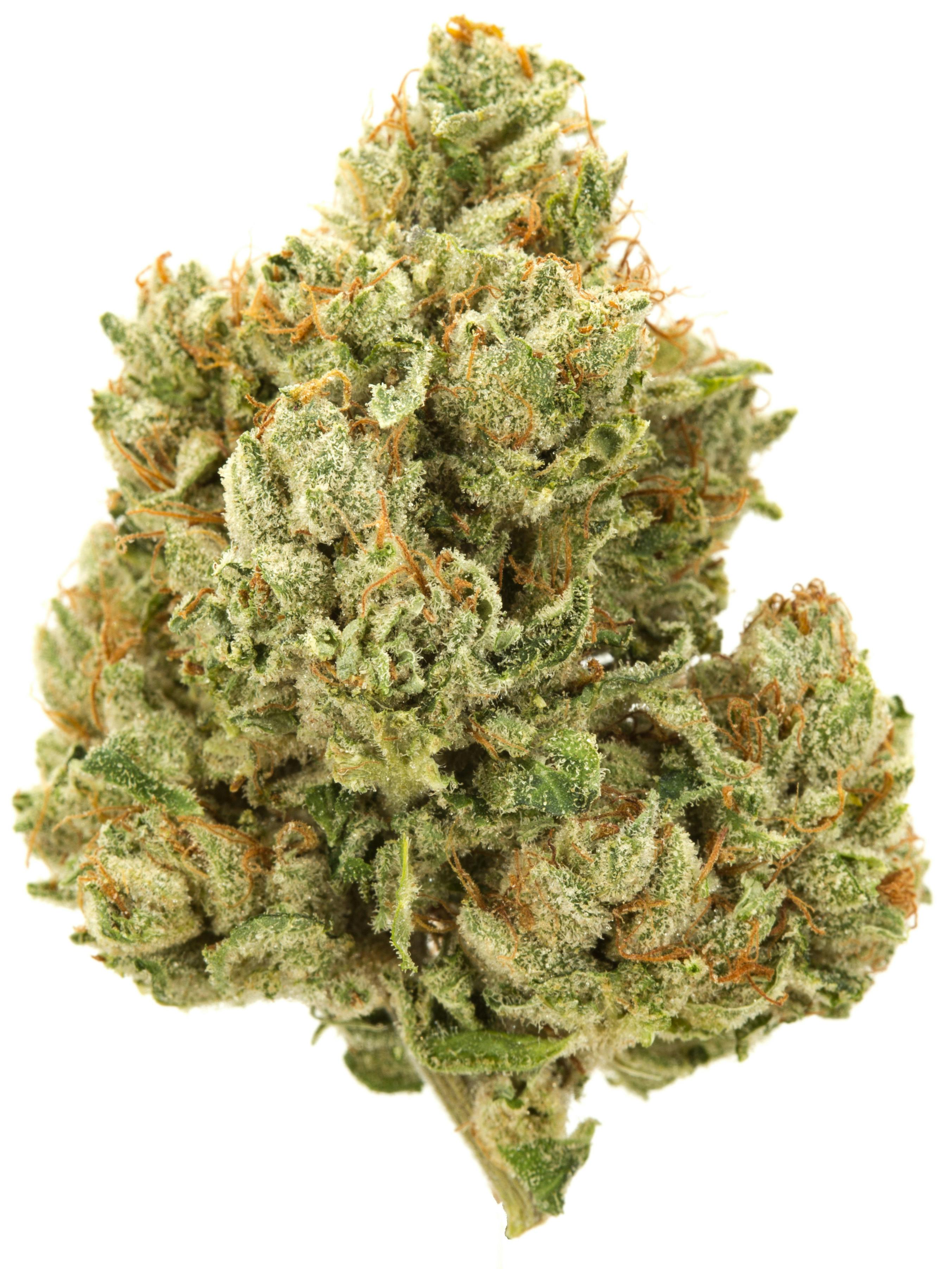 SOUR SOX 4G | OTD