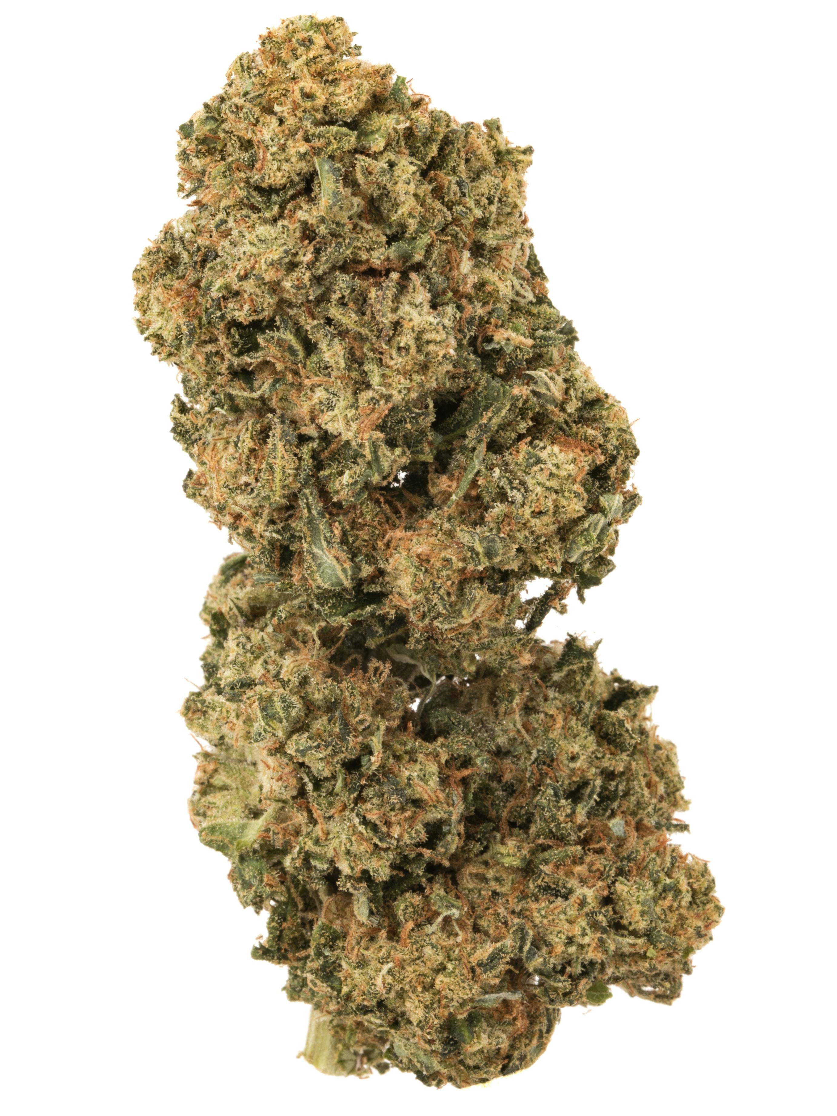 GARLIC BUDDER | OTD