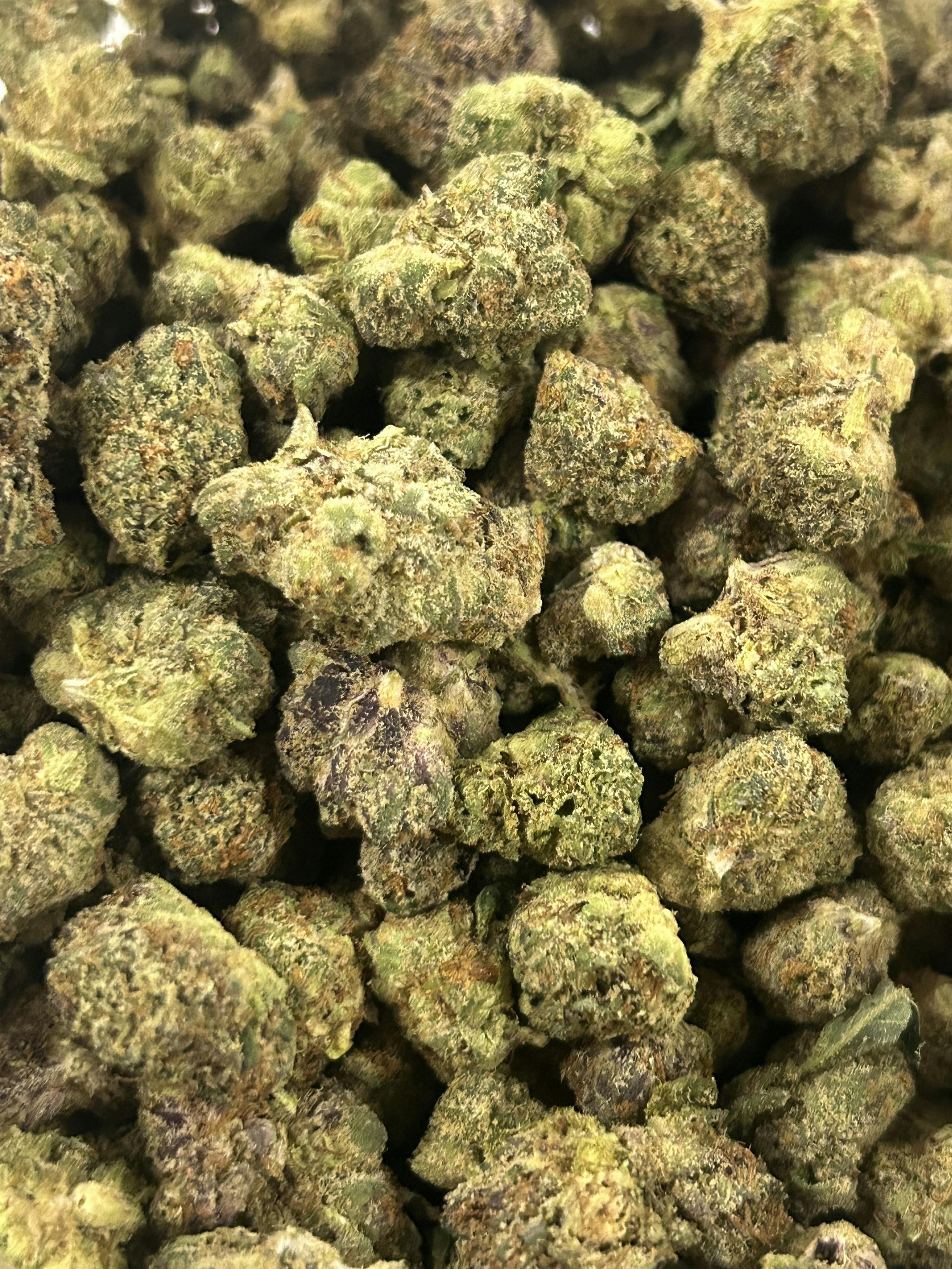 *PREMIER BONSAI AT TOP SHELF PRICE* Platinum Runtz ON SALE $110 OTD!!!!