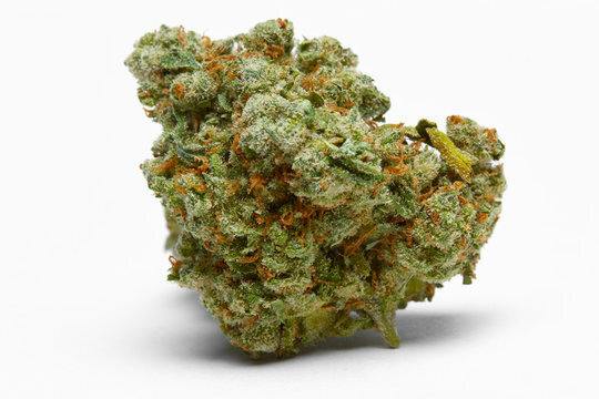 Garden House Cultivation - Farmers Daughter Flower