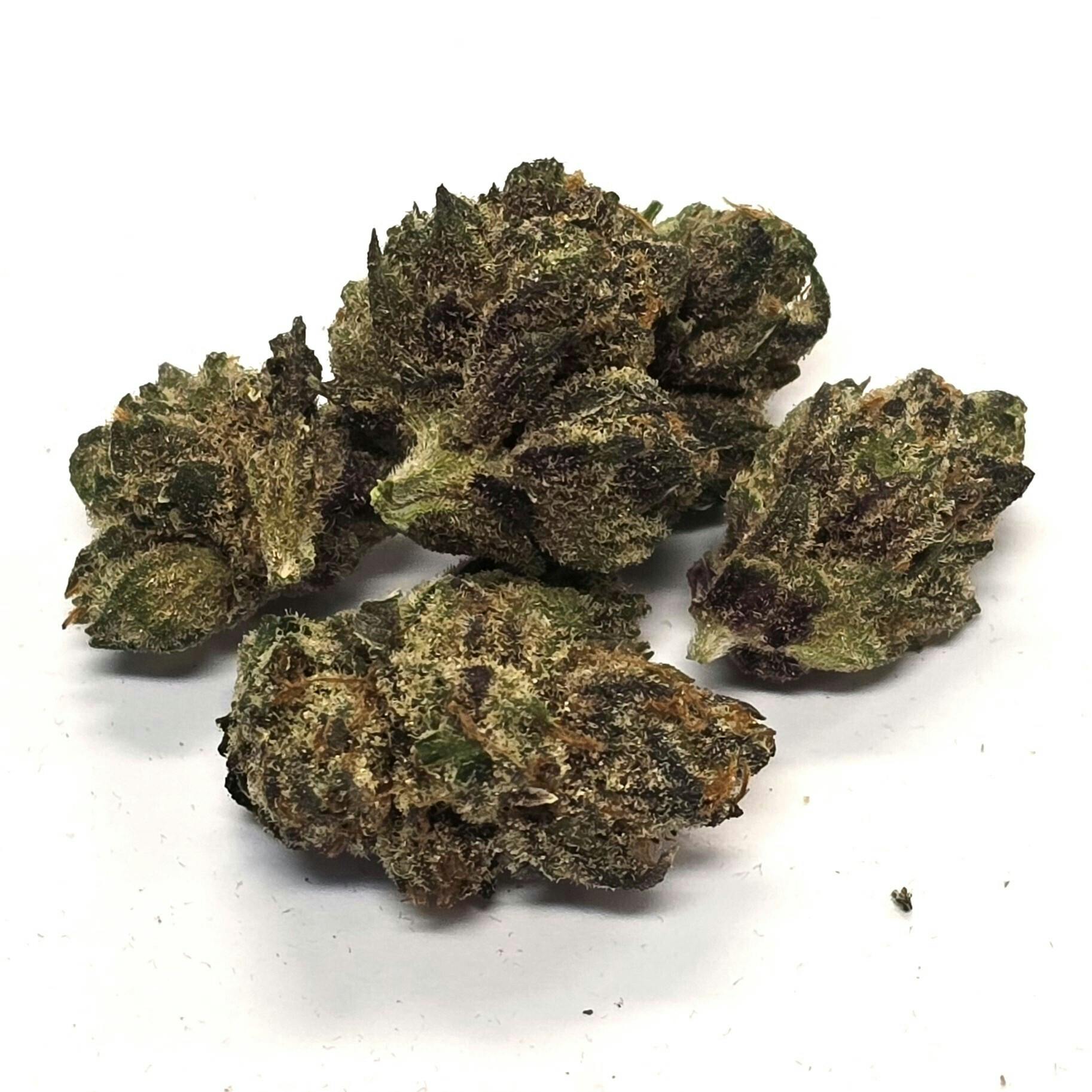 Purpskurp | Hybrid | Flower