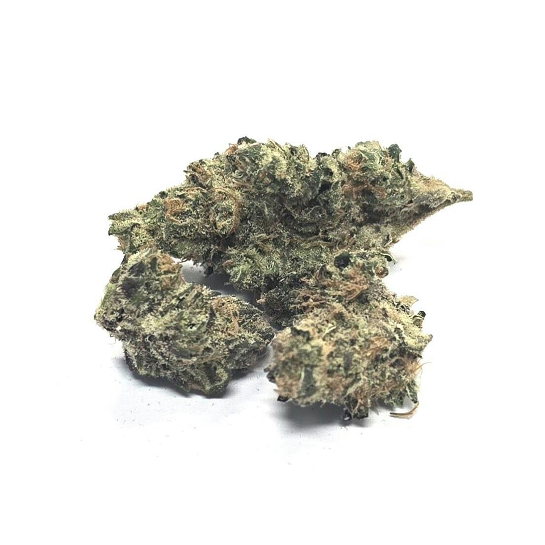 MEDIUM Buds - White Chocolate - BLOSSOM