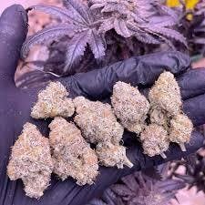 Blossom - Sugar Cane - Sativa Hybrid