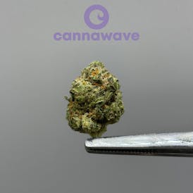 Gelatti (PREMIUM) 3.5g x $20 | 7g x $35 | 14g x $60 | 28g x $110