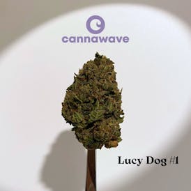 Lucy Dog #1 (Encanto Tree) *ESPECIAL* 1gX$5|3.5gX$12|4gX$14|7gX$22|8gX$25|28gX$80