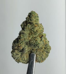 Sherburger x ZBX1 (PREMIUM) 1G X $7 | 4G X $20 | 7G X $30 | 14G X $60 | 28G X $100