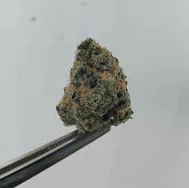 Pineapple Express Flower (NextGen Pharma) (Especial) 1g x $6 | 7g x $25 | 14g x $50 | 28g x $85