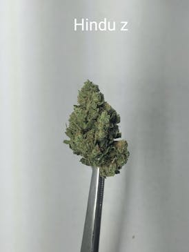 Hindu Z *Special* 1Gx$5 | 3.5GX$15 | 7GX$25 | 14GX$45 | 28GX$85