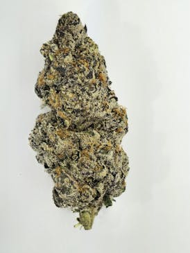 Tropical Madness (PREMIUM) 1GX$7 | 3.5XG$20 | 7GX$35 | 14GX$60 | 28GX$110