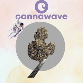 (Fuego) Purple Blondie Flor (PREMIUM) 1GX$7 | 3.5XG$20 | 7GX$35 | 14GX$60 | 28GX$110