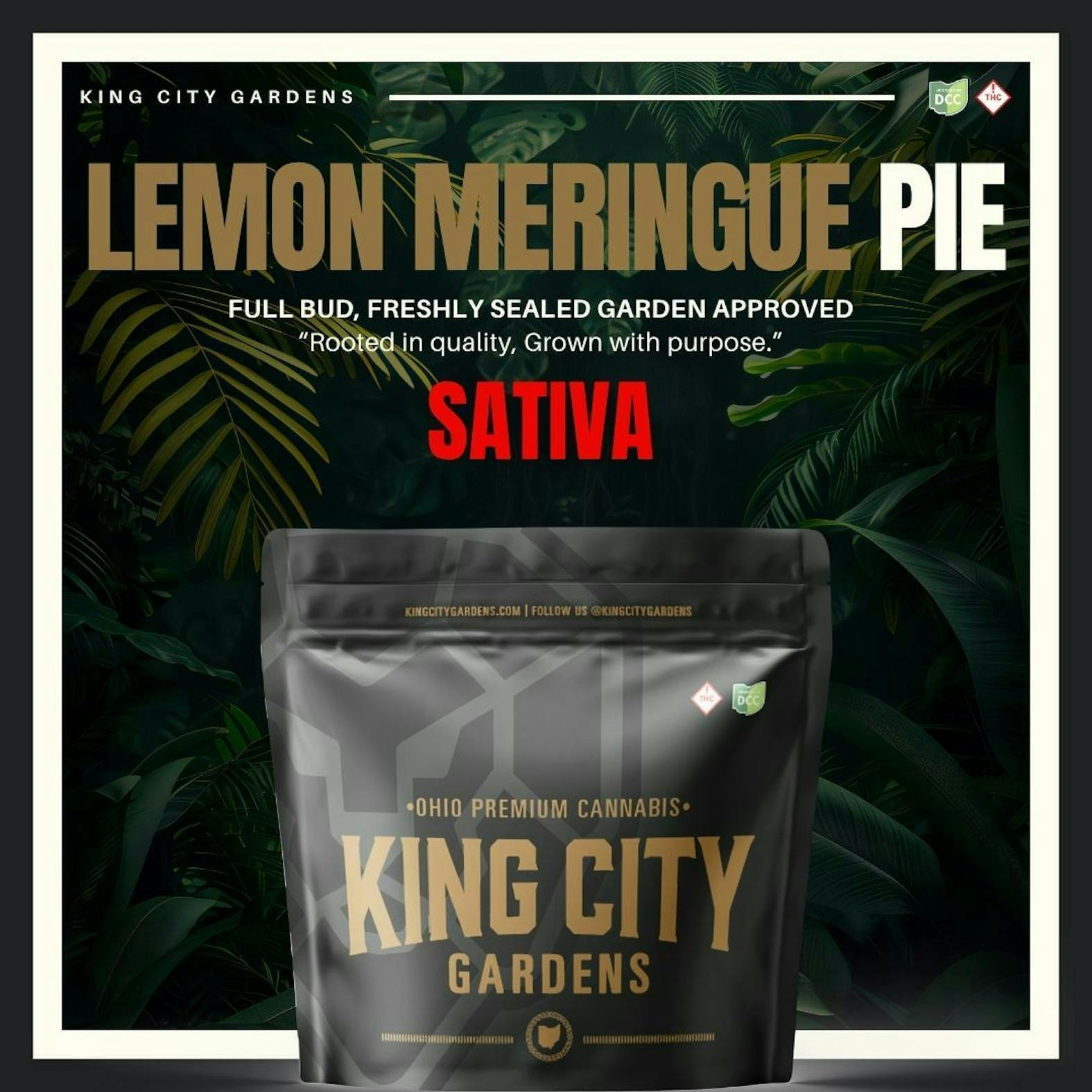 King City Gardens | Lemon Meringue Pie Sativa | 3.5g