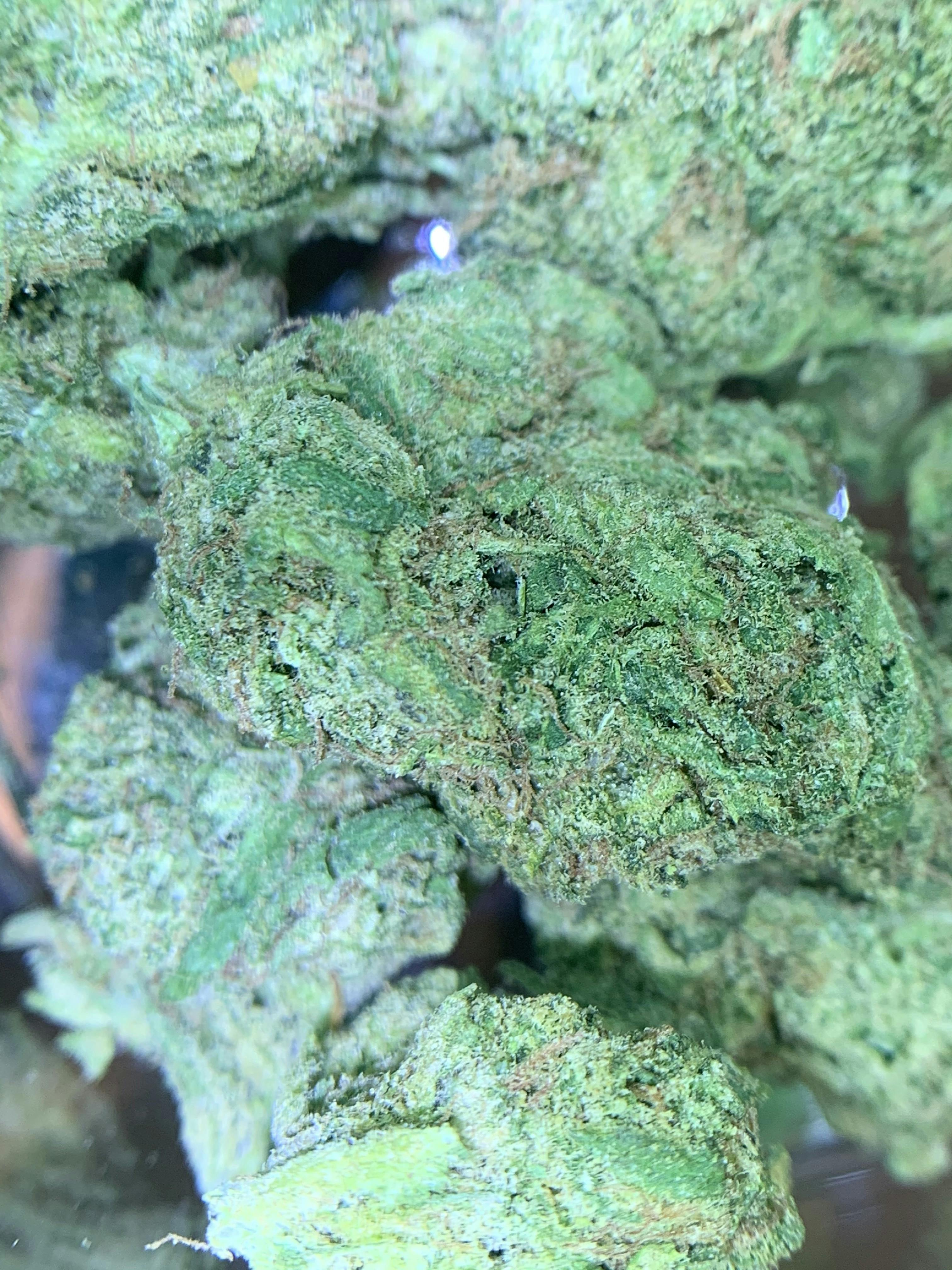 Devil's Fruit