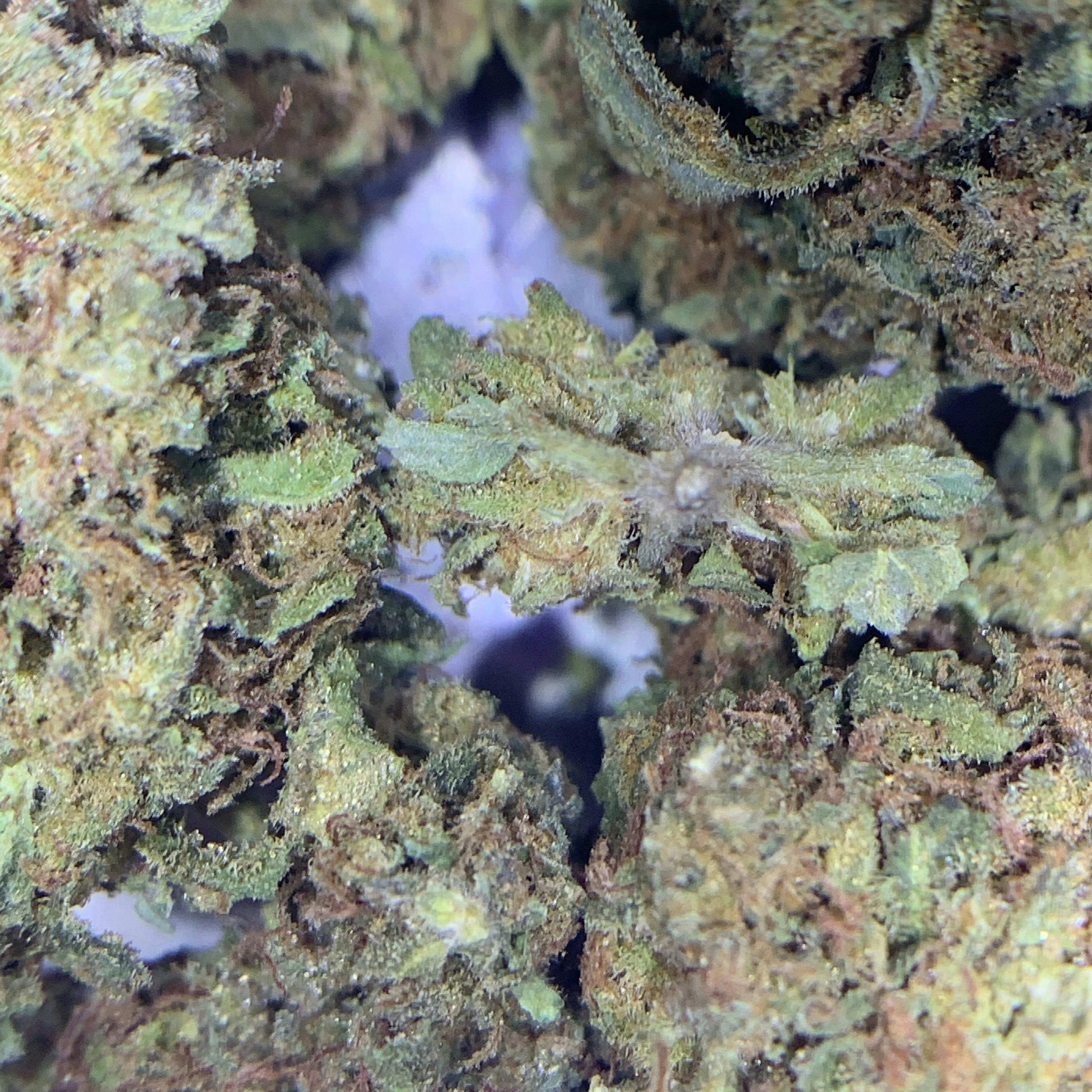 West Coast Dawg