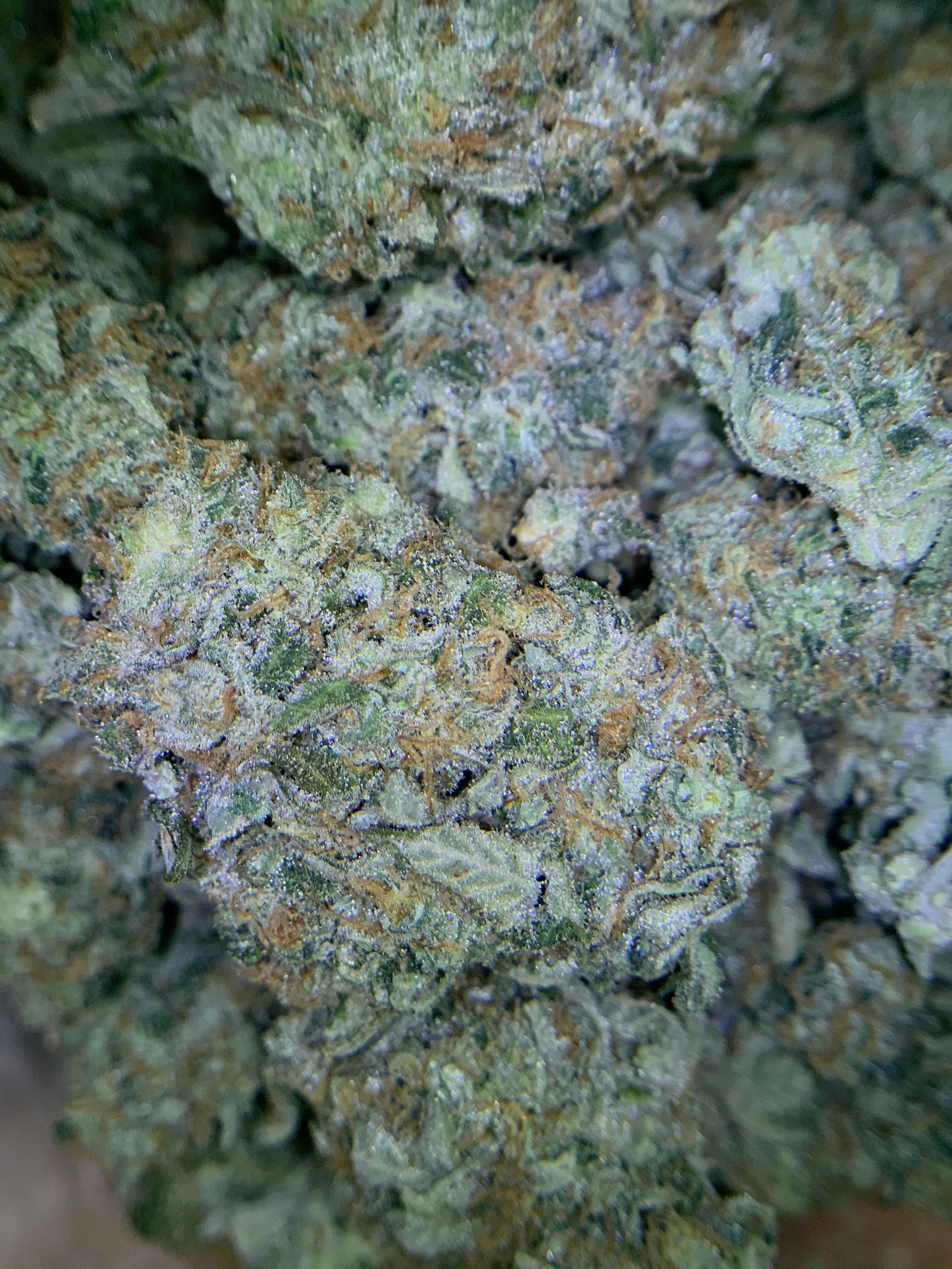 White Rhino
