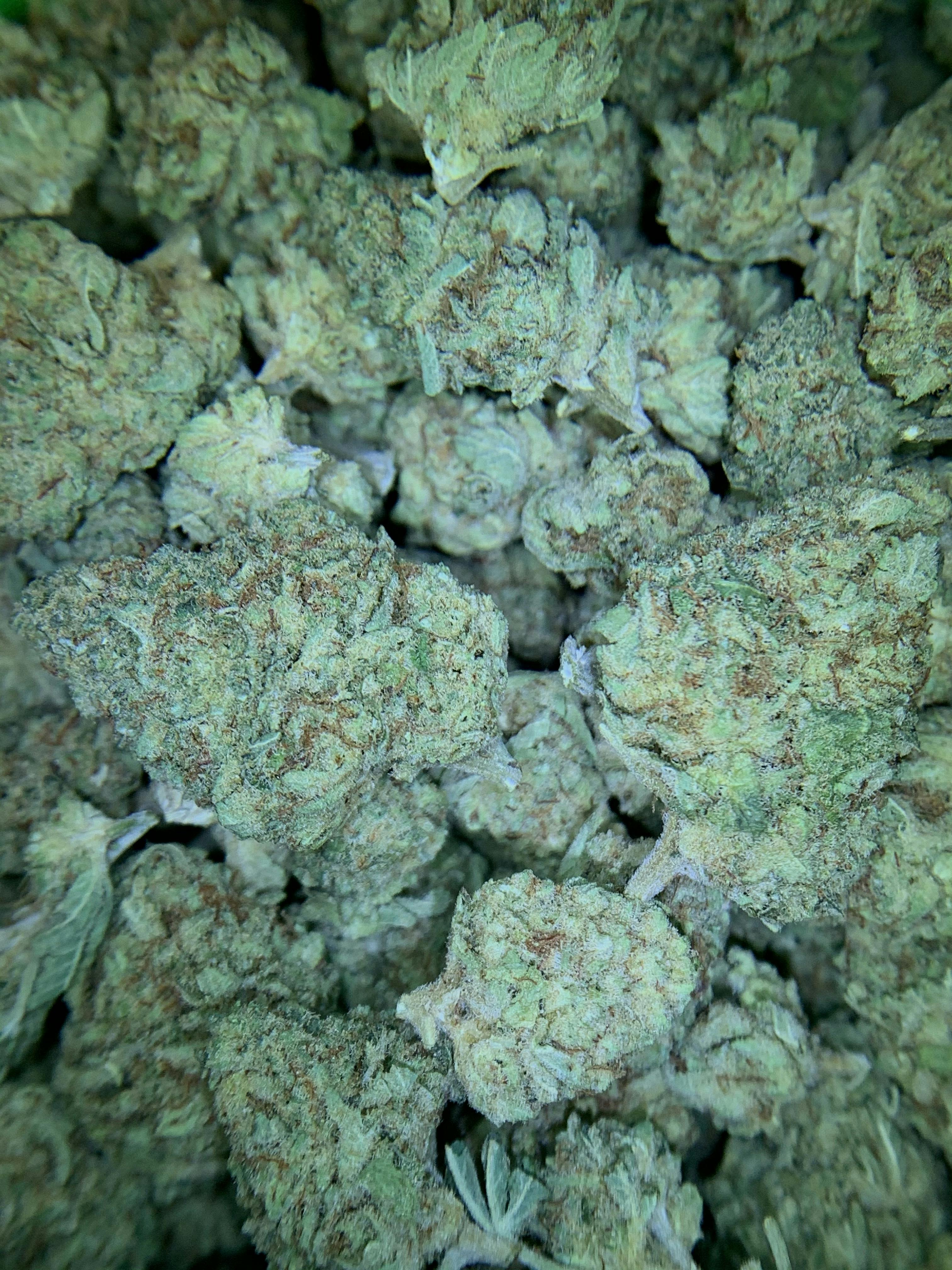 Mimosa