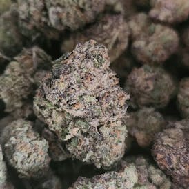 Permanent Marker ( Biscotti x Sherb Bx x Jealousy) (Indica)