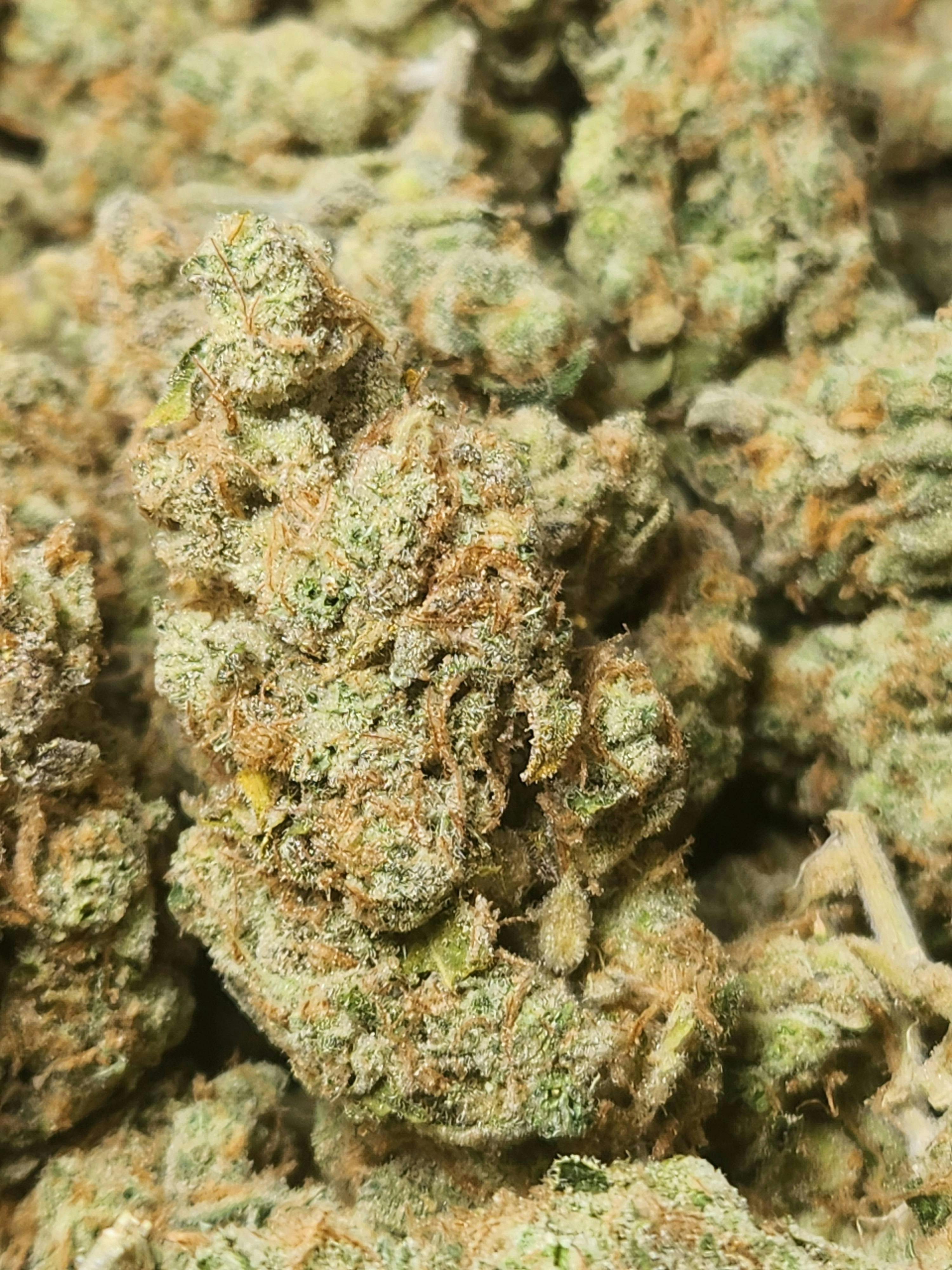Honey Banana (Honey Boo Boo x Strawberry Banana)