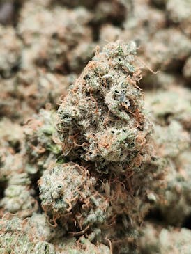 Lemon Brûlée (Hybrid)