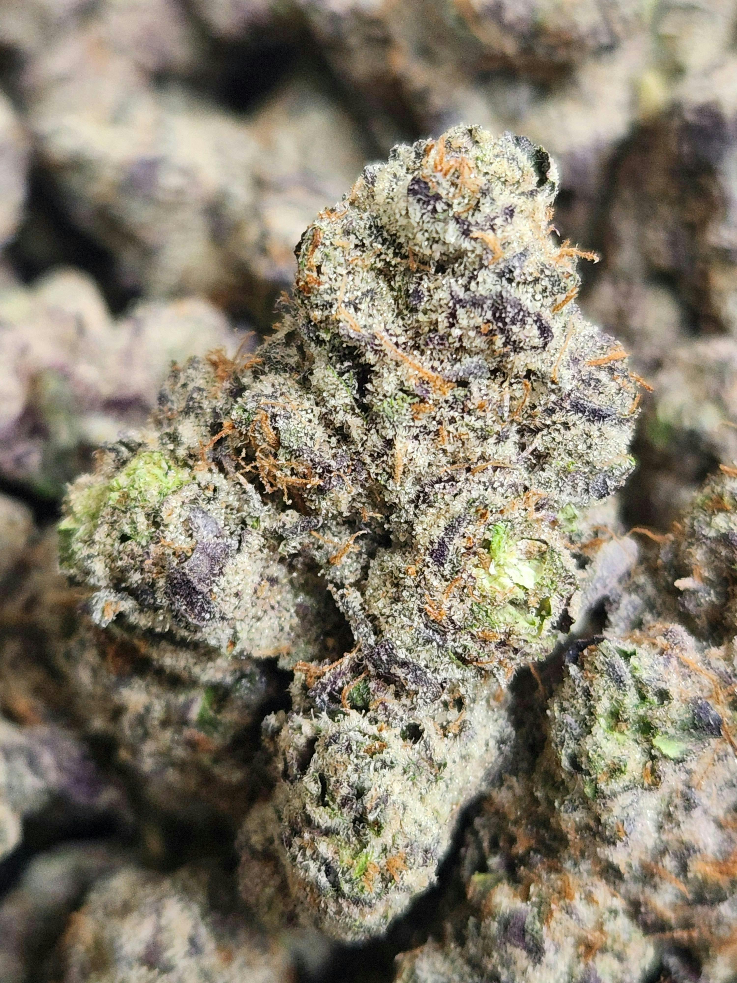 Lemon Cherry Gelato | Sunset Sherbet x GSC | Hybrid