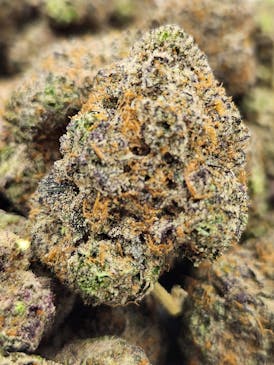 Gelato Cake 🍨 (Gelato 41 x I.C.C) (Indica)