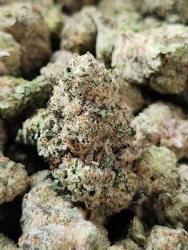 Yellow Sushi 🍣 (Skittles x Kush Mintz)