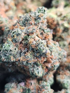 Studio #54 (Sunset Sherbet x OZ Kush #54) (Hybrid)
