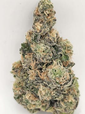 Gush Mintz (Hybrid)