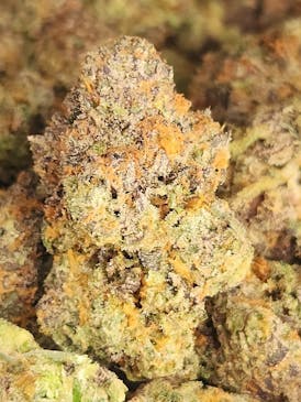 🆕️Gelato #41 🍧 (Hybrid)