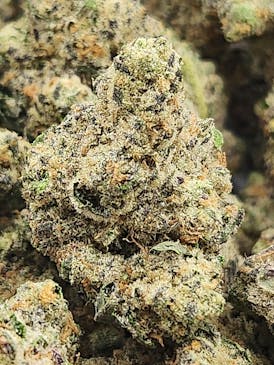 Power | Gary Payton x Scotty2Hotty | Sativa
