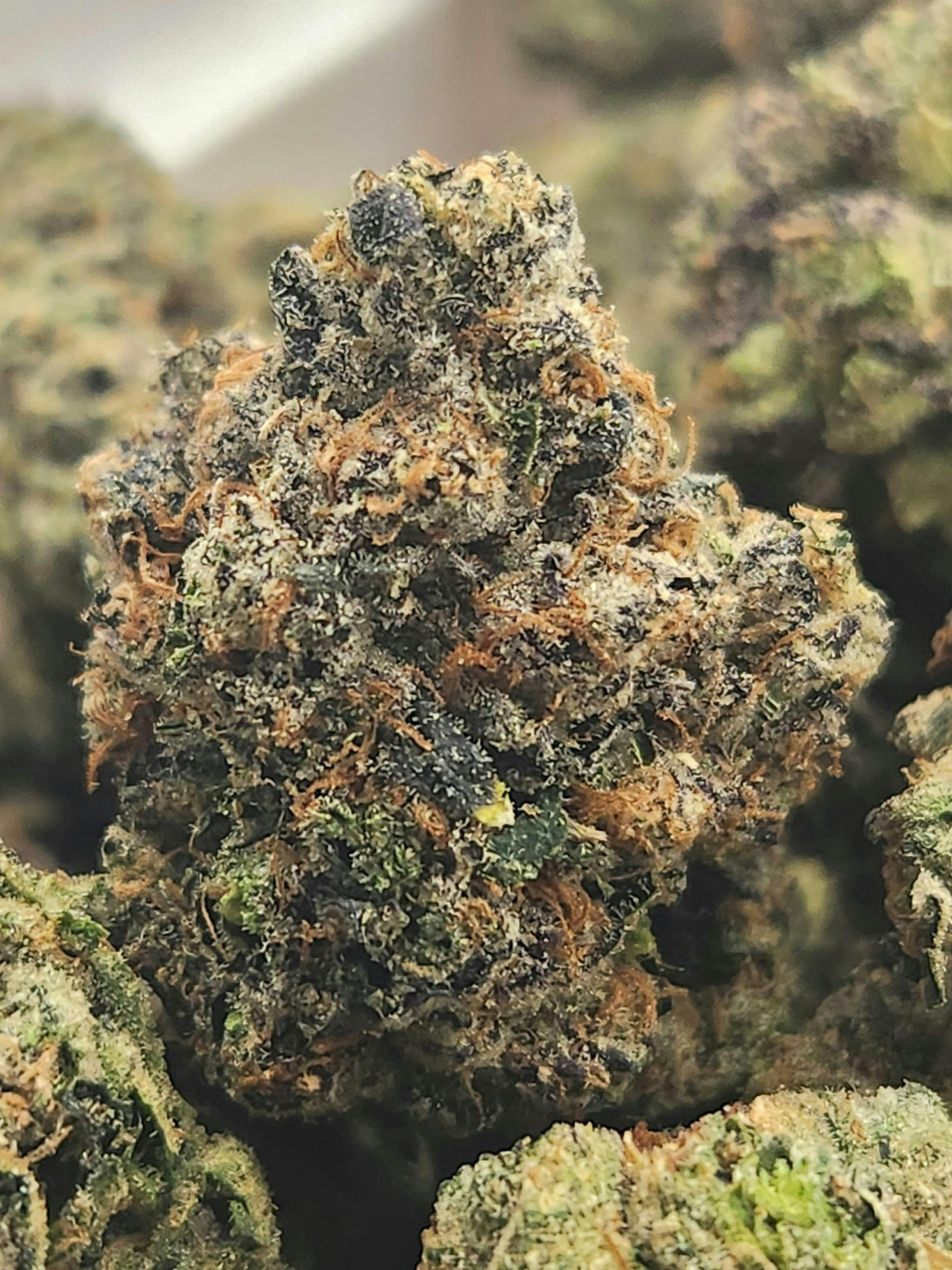 Black Cherry Gelato | Black Cherry Funk x Açaí | Hybrid