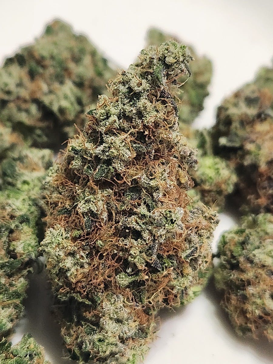 Grapefruit Chem | Grapefruit x Chem Dog | Sativa