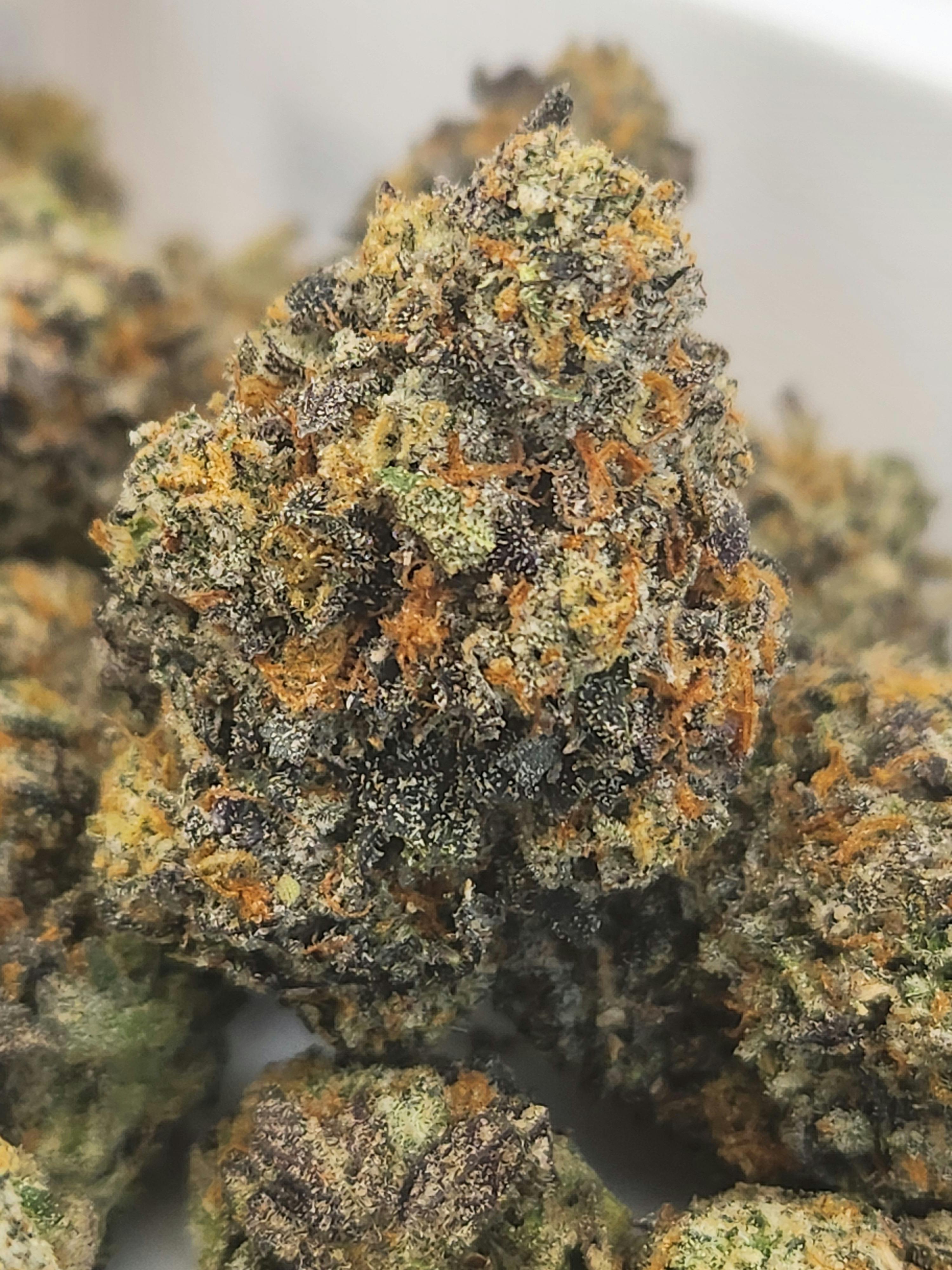 G6 | Gelato 41 x Jealousy x Gelato 41 | Indica