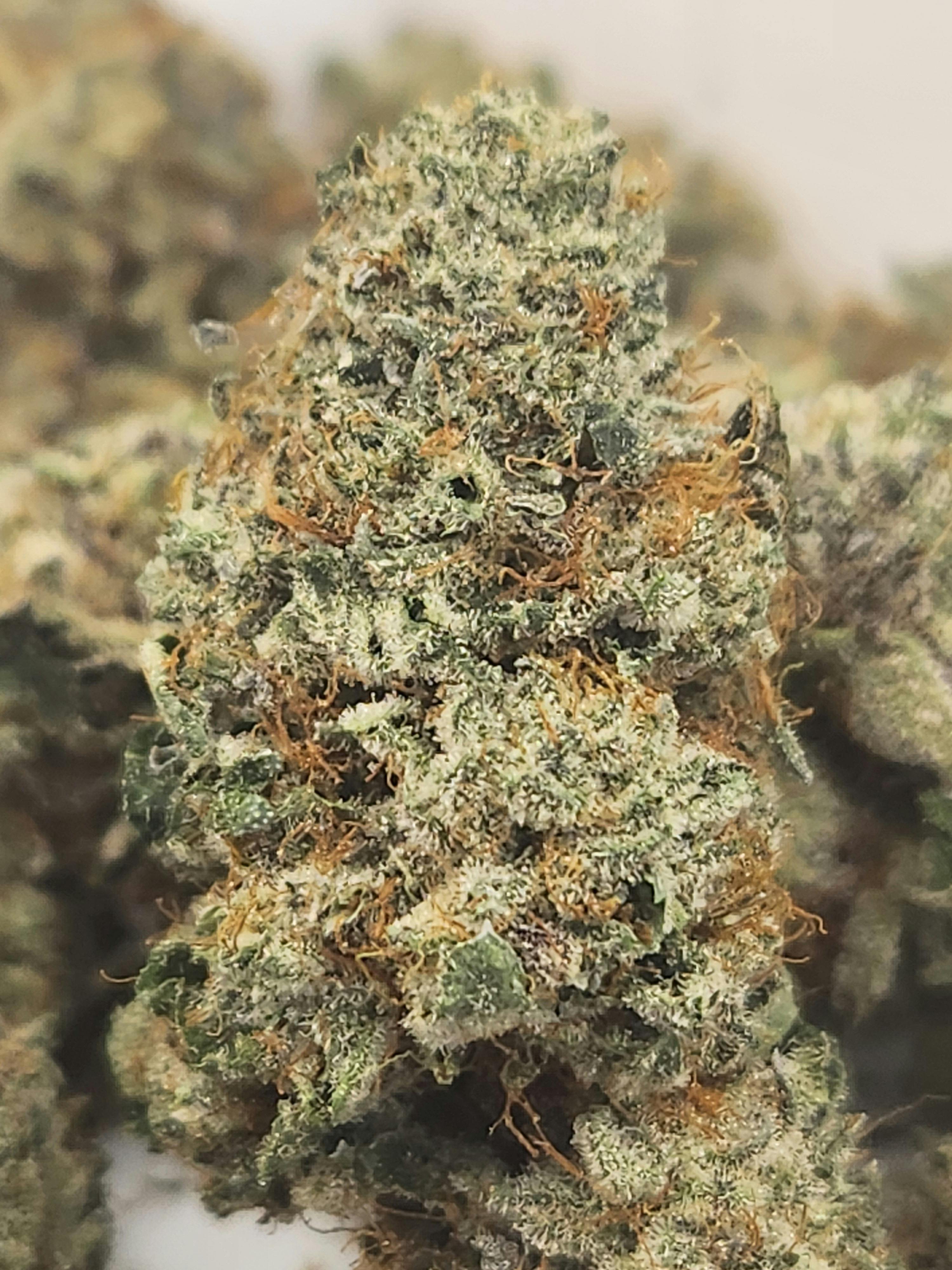 Chile Azul | Sunset Sherbet x Biscotti | Indica