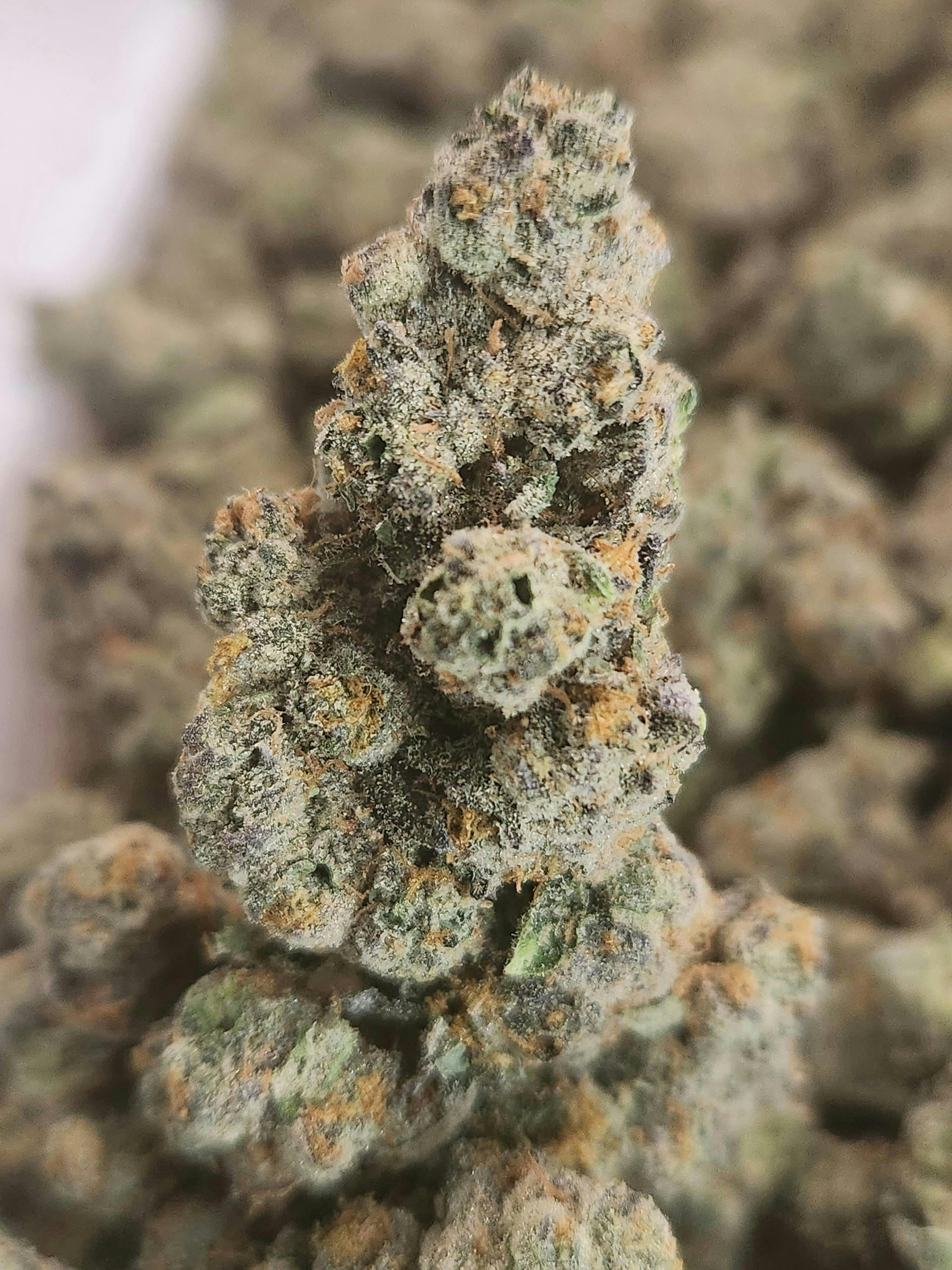 Peanut Butter Gelato | Do-Di-Dos x Mendo Breath | Indica