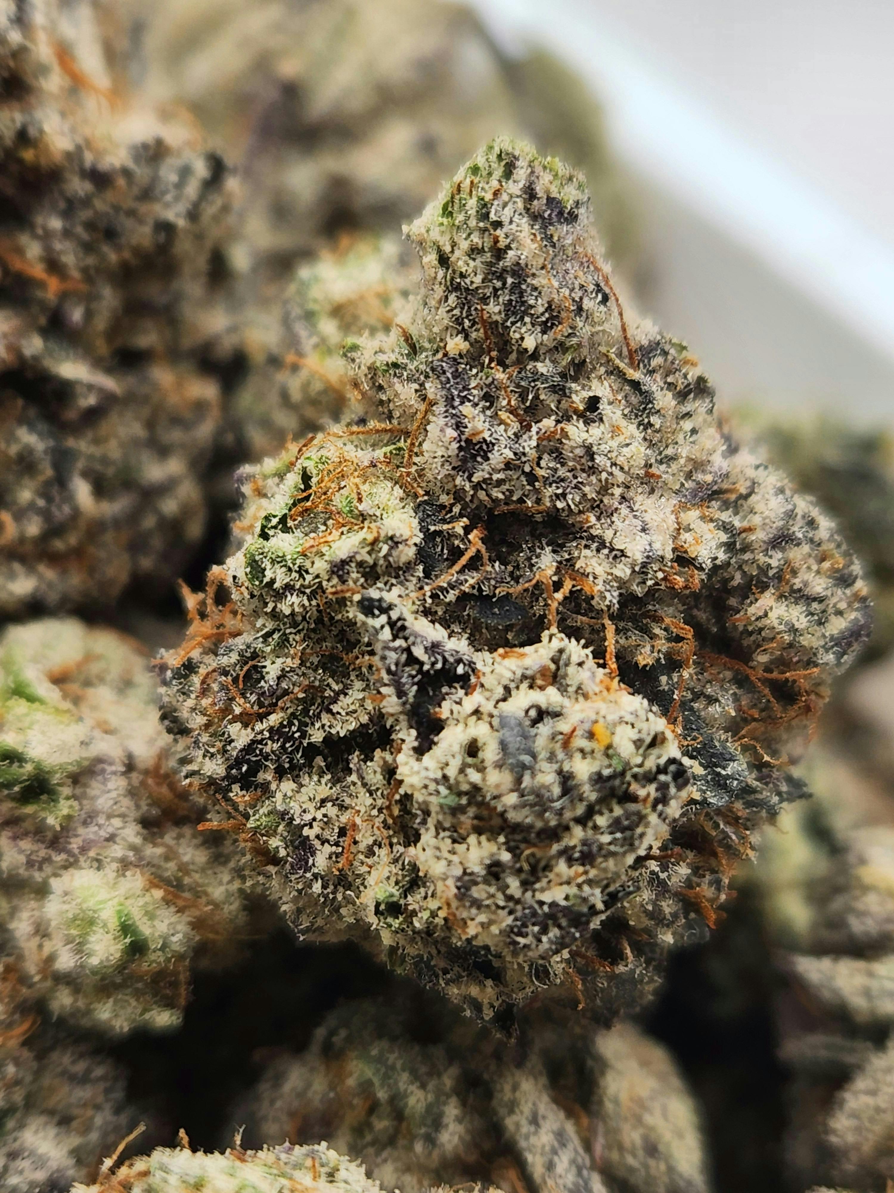 White Runtz | Skittlez x Gelato | Hybrid