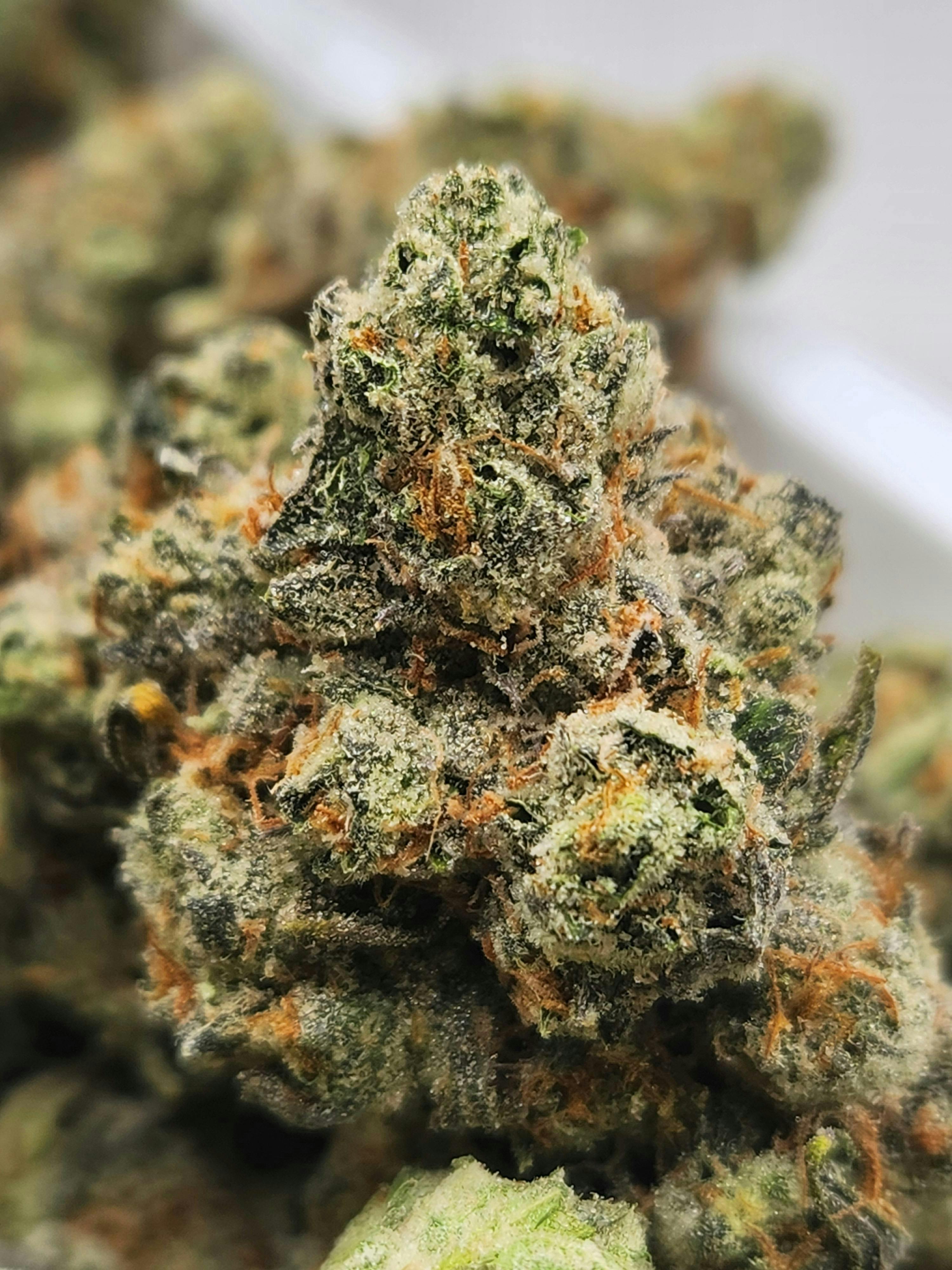 Canal Street Runtz | Indica